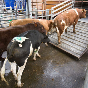 Live Cattle for Export