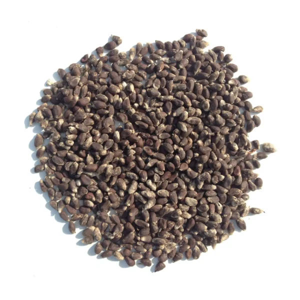 Raw Seed Cotton - Image 2