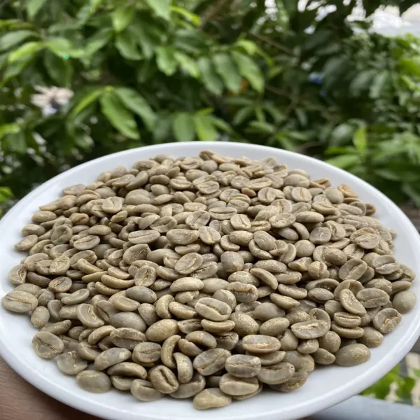 Green Arabica Coffee Beans - Image 3