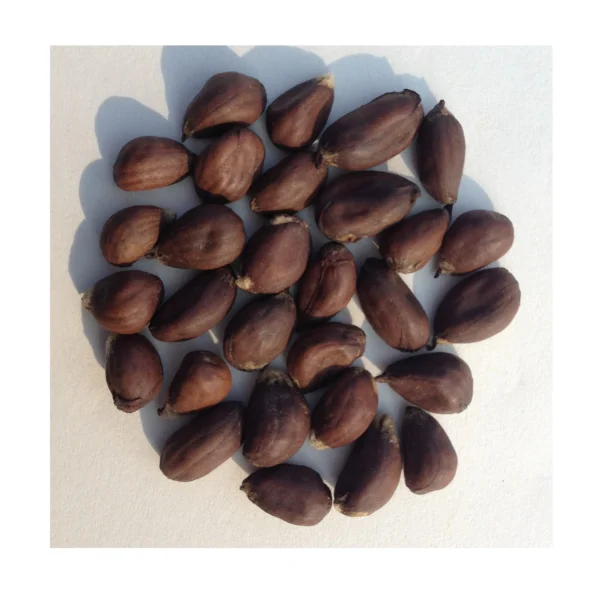 Raw Seed Cotton - Image 3