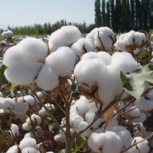 Cotton
