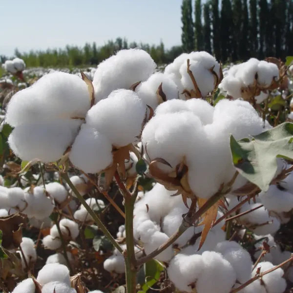 Organic Cotton Fiber