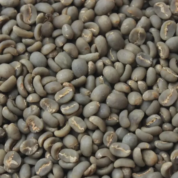 Green Arabica Coffee Beans - Image 2