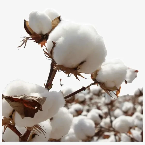 Organic Cotton Fiber - Image 2