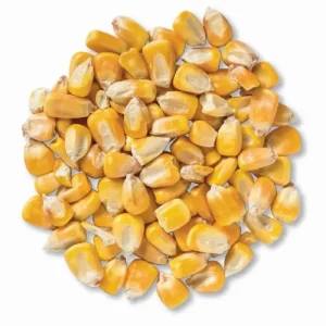 Yellow Corn (Grade 2, Feed Use)