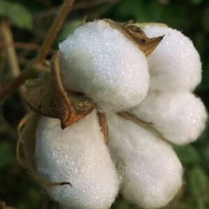Cotton Lint (Textile Grade)
