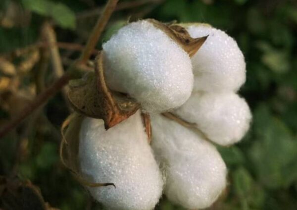 Cotton Lint (Textile Grade)
