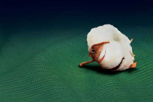 Cotton Lint (Textile Grade) - Image 2